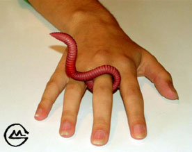 Ringelwurm Ringelwurm